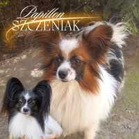 Spaniel contynentalny papillon