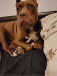 Sunia Coco rasy American Pit Bull szuka domku