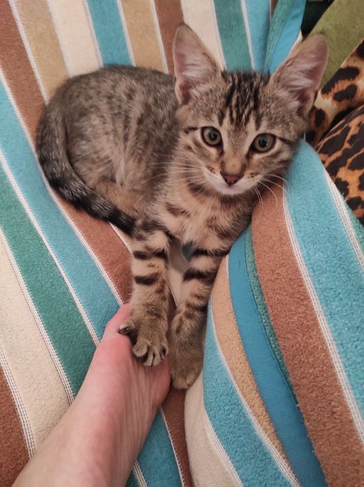 Домашня перетримка тварин