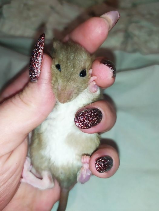 Криса, крысиня, крыска, Дамбо, Рекс, щур. Ручні крисинята
