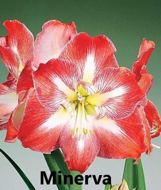 Hippeastrum, zwartnica, amarylis 1 cebulka odmiana Minerva za 15 zł