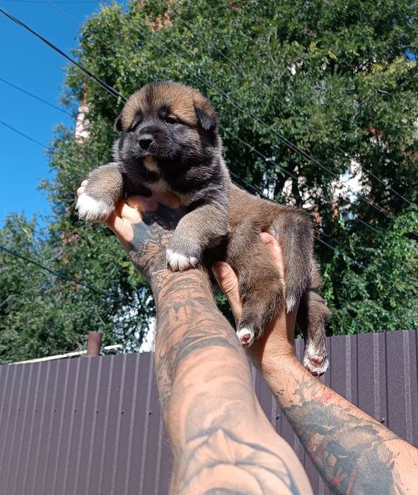 Хлопчик та дівчинка акітята