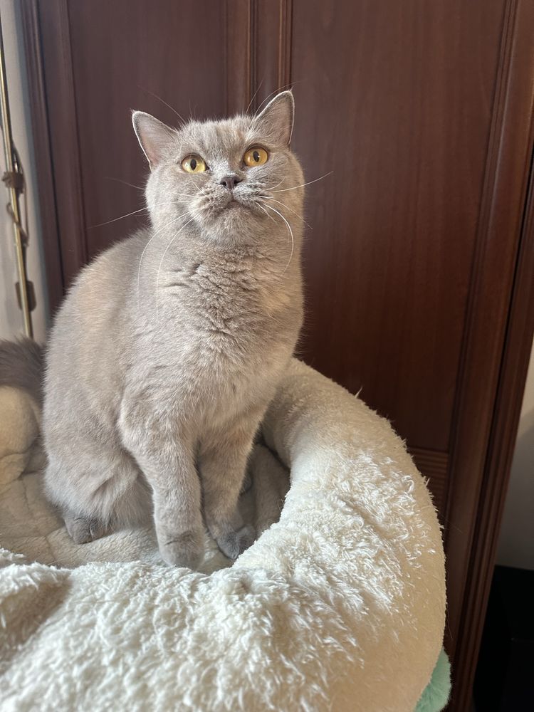 Kotka brytyjska płatna adopcja