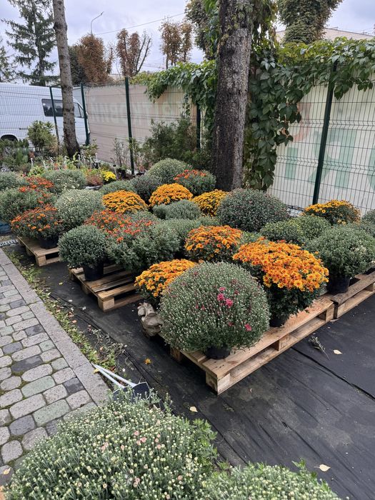 Хризантеми опт та роздріб
