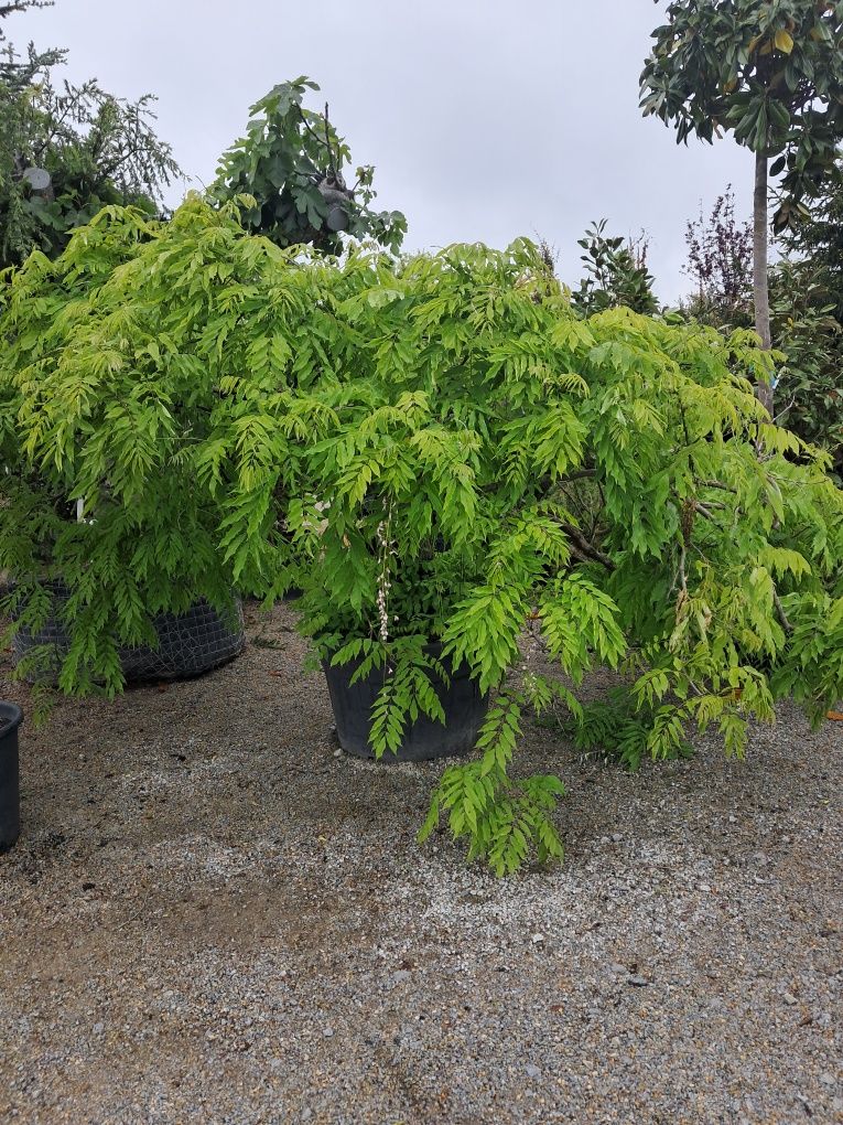 Wisteria/Glicynia biała i fiolet IMPONUJĄCE DRZEWO