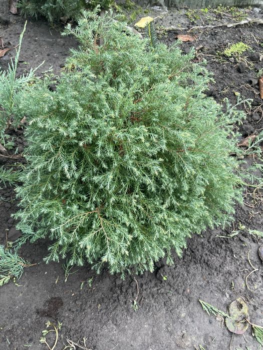 Продаю гарні туї з власного розсадника