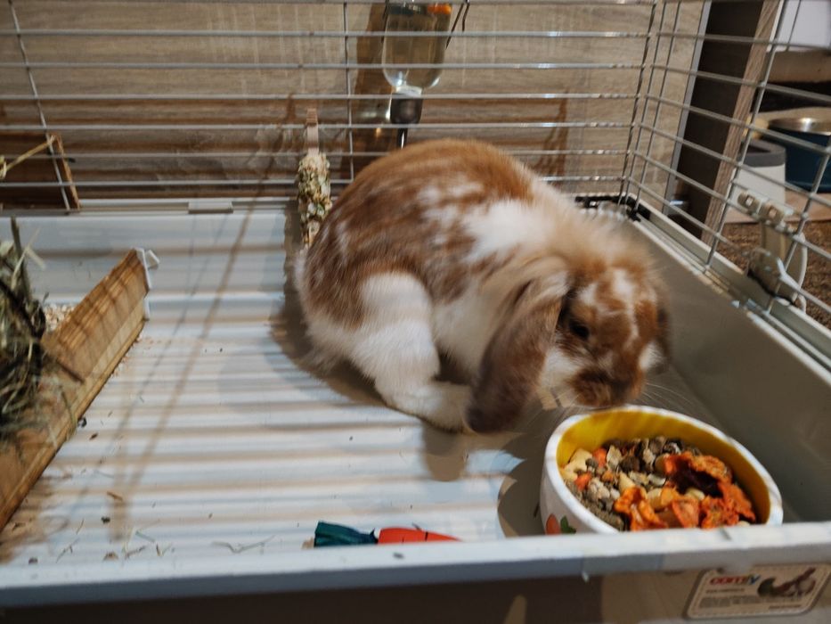 Króliczek rasa Teddy