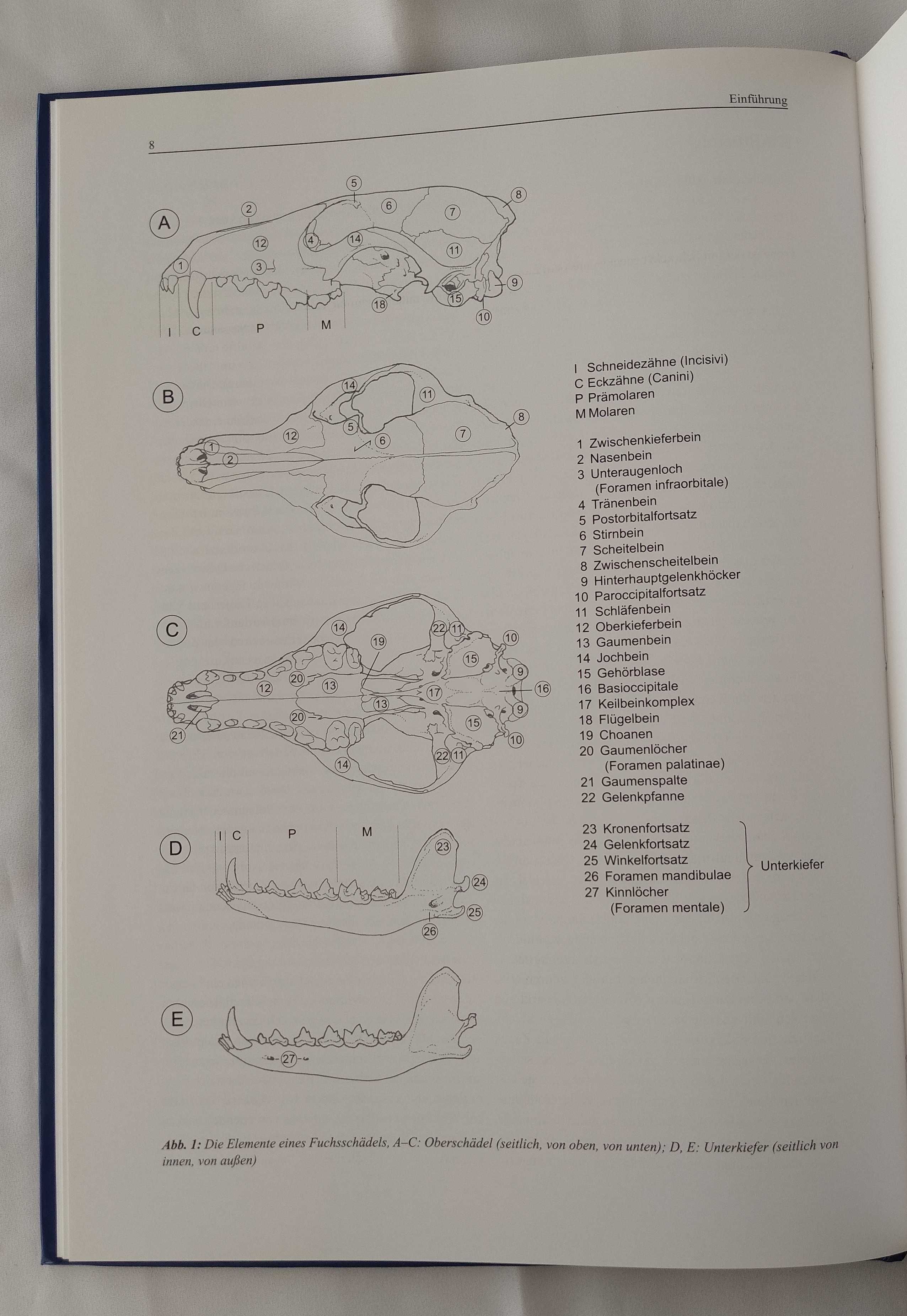 Mittel und Großsäuger