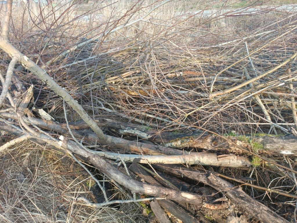 Drzewka z wycinki (małe drzewa i krzaki)