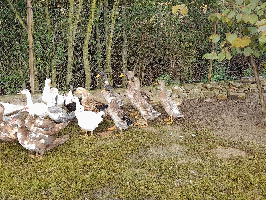 Kaczki francuskie, staropolskie, biegusy