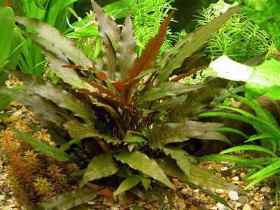 Rośliny z przycinki (rotalia rotundifolia, Moczarka ,Cryptocoryne )