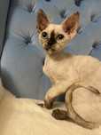 Devon rex kocięta