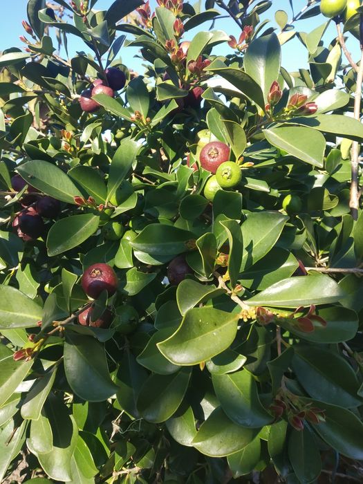 Plantas de Araça roxo