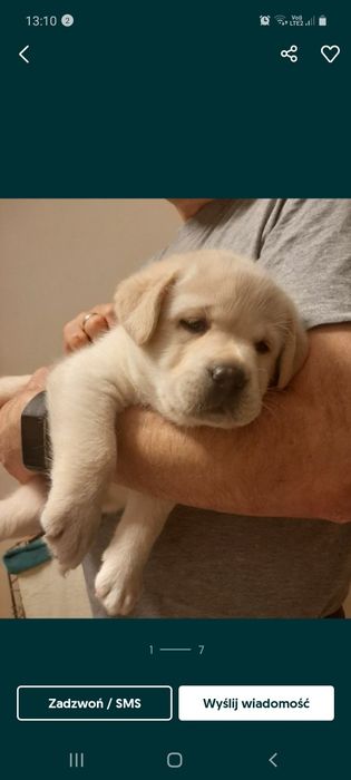 Labrador retriver suczka