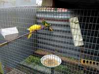 Kakariquis para criar à mão