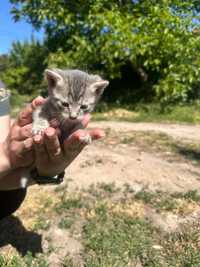 Віддам кошенят в хороші руки