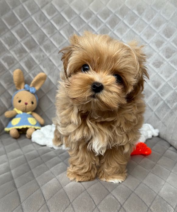 ‼️Кукольный мини мальчик мальтипу ф1‼️