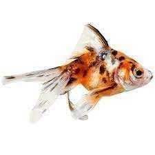 GB Welon, Welonek Calico "Złota Rybka"