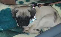 Vendo Pug 2 meses e meio