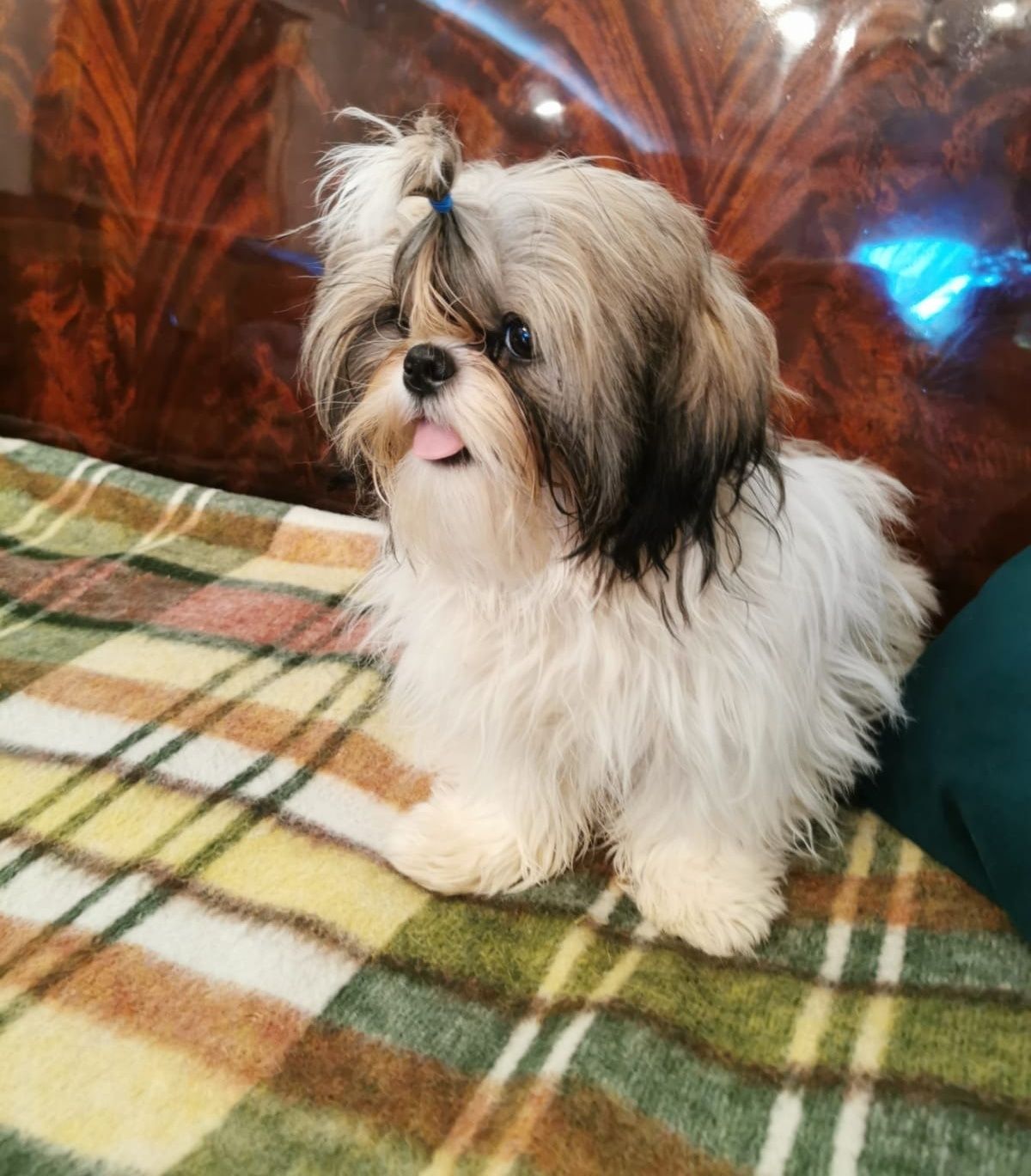 Shih tzu z domowej hodowli