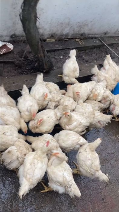 Бройлер домашний