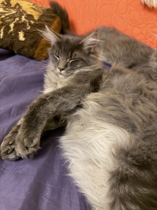 Maine coon kocurek szary niebieski pregowany fife warszawa do odbioru