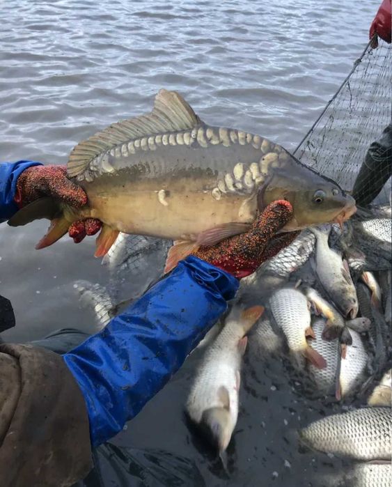 Продам живу рибу оптом і в роздріб мальок