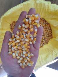 Kukurydza oczyszczona Ricardinio 98%. Polecam