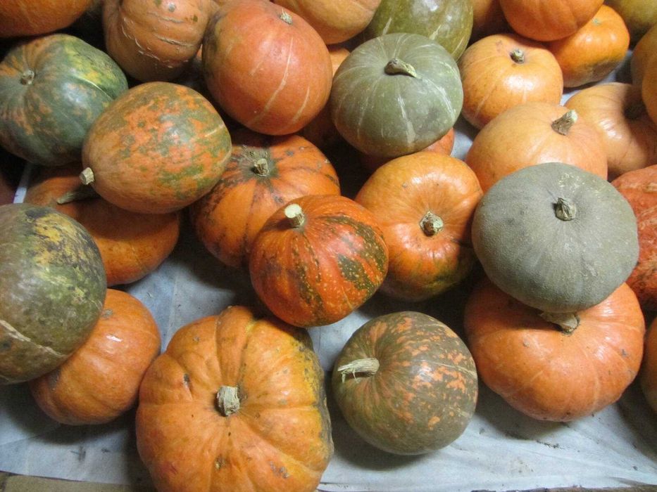Продам гарбуз Оранж органічний кашовий солодкий
