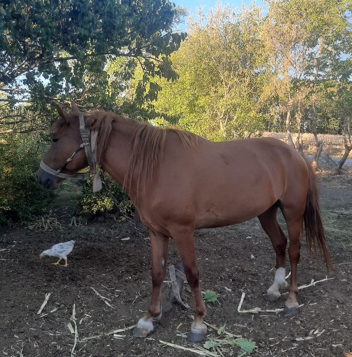 Продам кобилу,4 роки НА ТРИМАННЯ