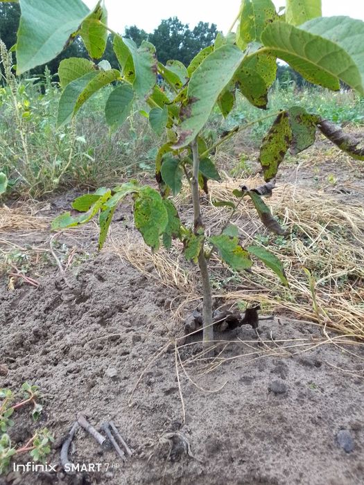 Sadzonki Orzecha Włoskiego