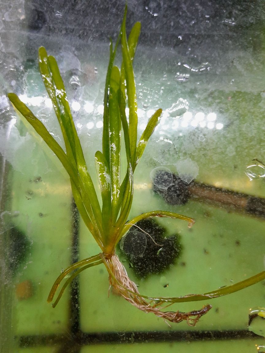 Nurzaniec "Vallisneria"