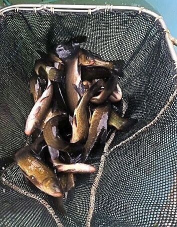 Amur kroczek 14-18cm / narybek Dostępny!!