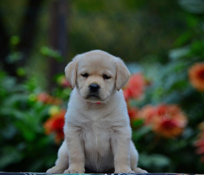 labrador retriver