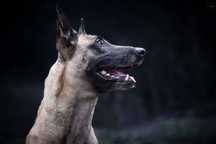 Owczarek belgijski Malinois FCI-ZKwP