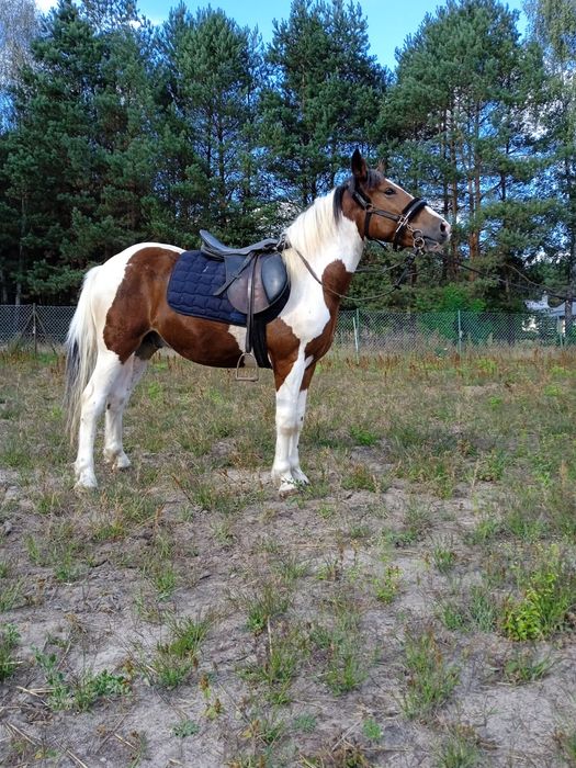 Sprzedam gierka 2.5 roku