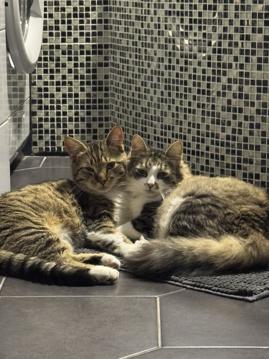 Віддам у добрі руки кота та кішку разом із усім необхідним