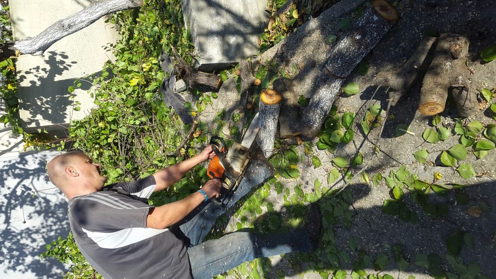 Обрезка деревьев и кустов, лечение деревьев, дробление веток.