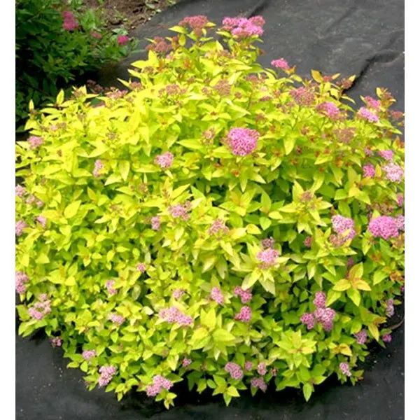 Красивые кусты спиреи