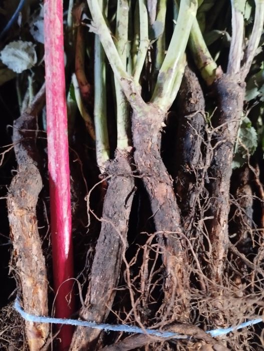 Подвой шиповника