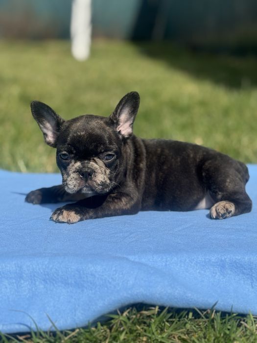 Чорні кумедні малята