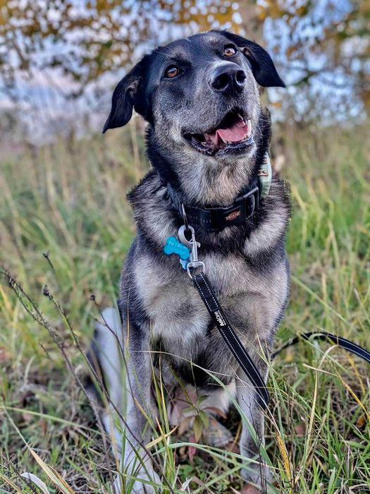 Bezdomna Altana czeka na dom!