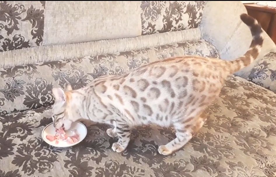 Бенгальская кошка