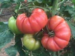 Sadzonki, rozsada pomidorów malinowych