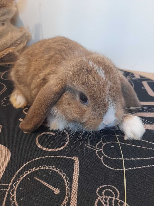 kroliki baranek karzełek miniaturka mini lop