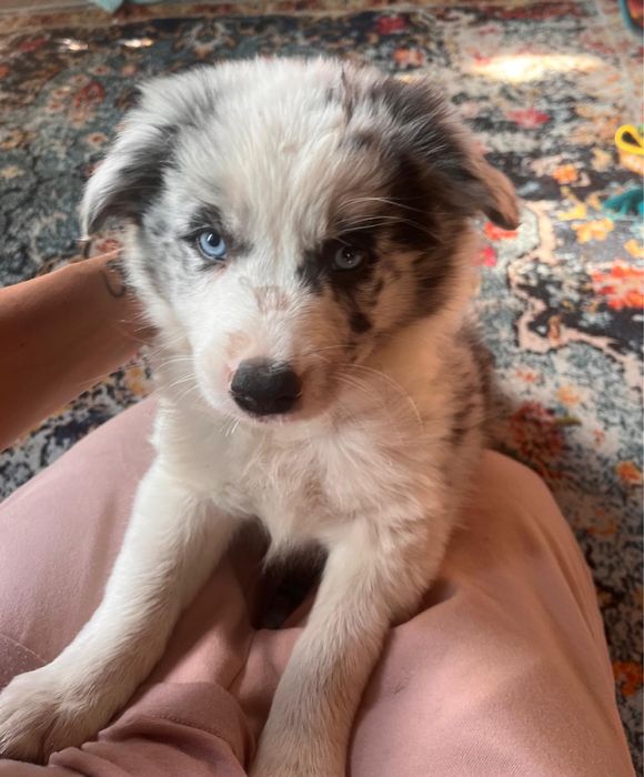 Border Collie Blue Merle/badania gen/gotowy do odbioru