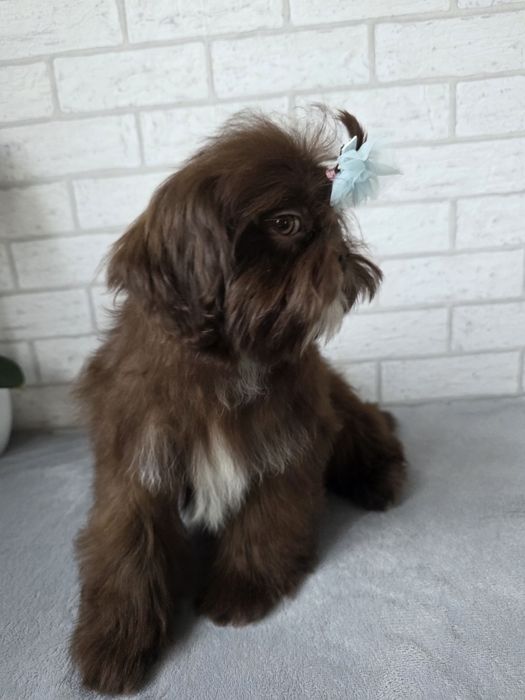 Shih Tzu Suczka czeko KOMPLET SZCZEPiEŃ