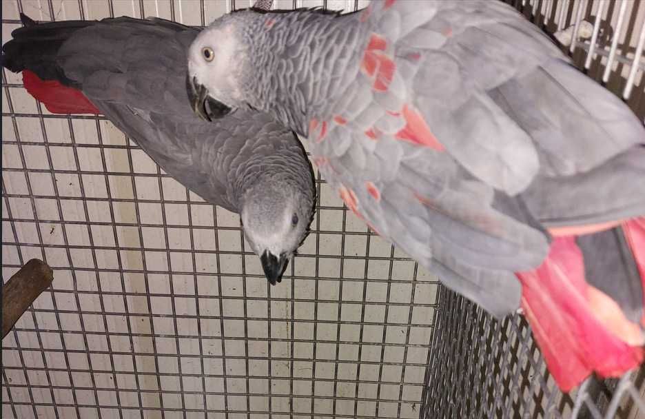 Casal Psittacus Erithacus Erithacus