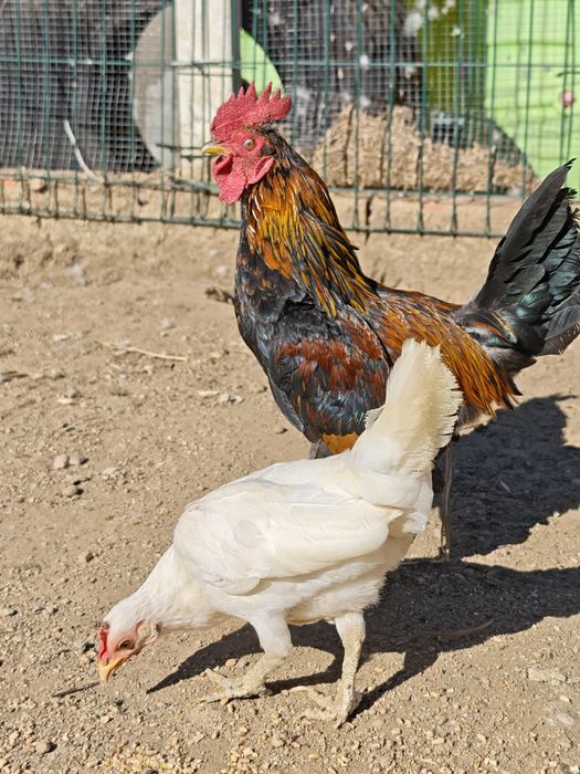 Casal de garnizos pequenos