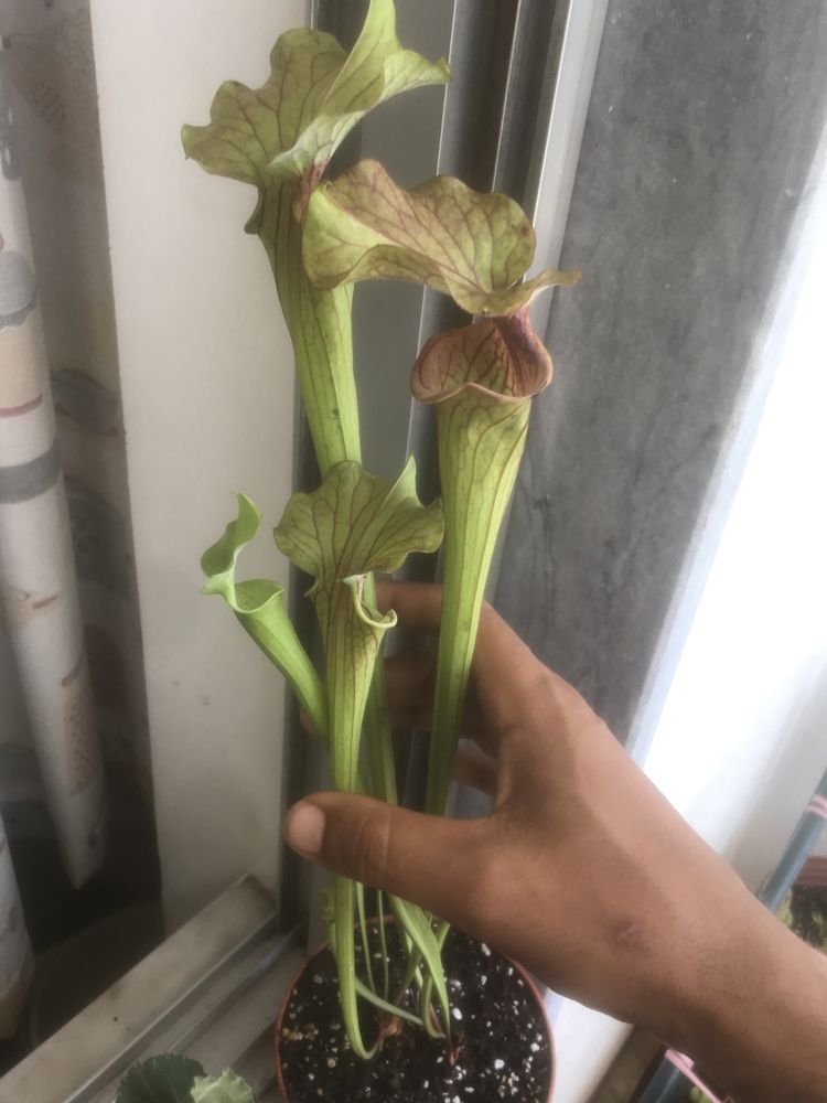 Planta carnivora